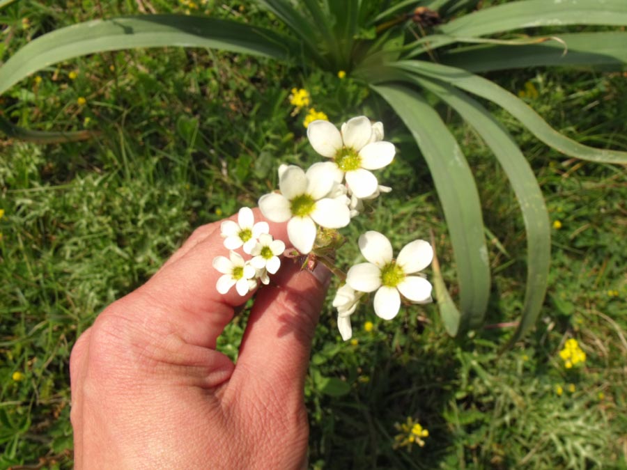 Saxifraga dal Gargano - Saxifraga bulbifera